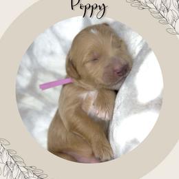 Poppy - Apricot female Goldendoodle puppy in Asheboro, North Carolina from Magnolia Farm Doodles