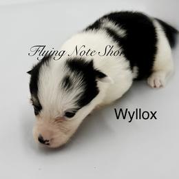 AKC mismark Willow - Black and tan female Pembroke Welsh Corgi puppy in Casper, Wyoming from Flying Note Shorties