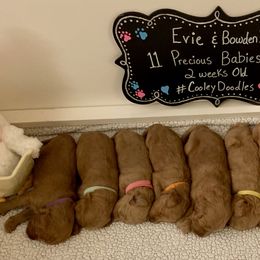 Goldendoodle Puppies from Cooley Doodles