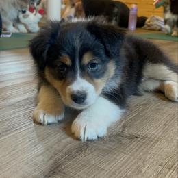 Biche - Black tri-color female Australian Shepherd puppy in Kirksville, Missouri from BellSharps Australian Shepherds