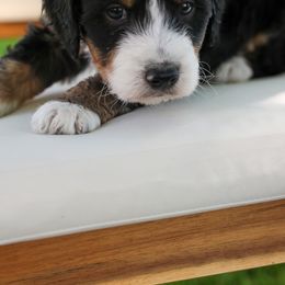 Marshall - Tri-color Bernedoodle puppy in Payson, Utah from Little Diamond Doodles