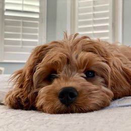 Cavalier King Charles Spaniel and Cavapoo Puppies from Country Life Cavaliers