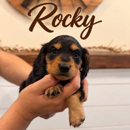 Rocky - Black and tan male Dachshund puppy in Santa Maria, California from Central Coast Danes and Dachshunds