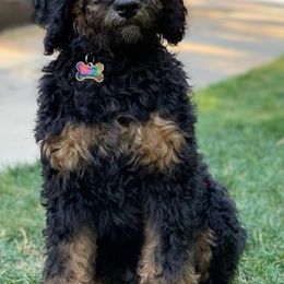 Aussiedoodles, Bernedoodles, and Goldendoodles from California Goldendoodle Ranch