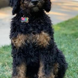 Aussiedoodles, Bernedoodles, and Goldendoodles from California Goldendoodle Ranch