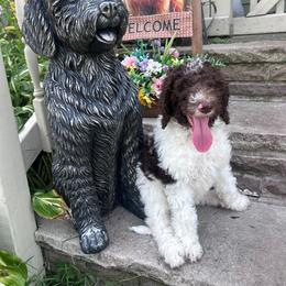 Noli - Brown and white female Sheepadoodle puppy in Berwick, Pennsylvania from Wright’s Wiggle Butts
