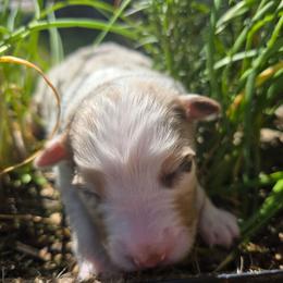 Bugsy - Red merle male Australian Shepherd puppy in Albany, Oregon from Red Cloud Australian Shepherds and DeGray Great Danes & Bulldogs