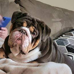 Guinness - Bulldog