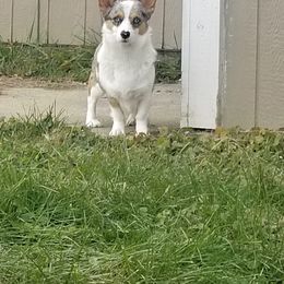 Piper - American Corgi