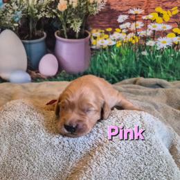 Pink - Dark golden female Golden Retriever puppy in Taft, Tennessee from McGraw's Fetching Pups