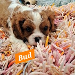 Bud - Blenheim male Cavalier King Charles Spaniel puppy in Longview, Texas from Casanova Cavalier King Charles Spaniels