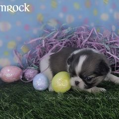 Shamrock - Sable and white Japanese Chin puppy in Johnson City, Tennessee from Erin & Friends Japanese Chin