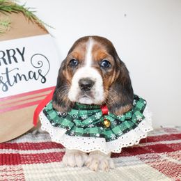 Daisy - Black brown and white female Basset Hound puppy in Antlers, Oklahoma from Rocking H