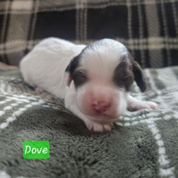Dove - Lime Green Female - Brown and white female Cockapoo puppy in Mocksville, North Carolina from Hunting Creek Farm & Kennel