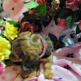 Dachshund Puppies from CLARK'S BREEDING PROGRAM