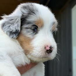 Loki - male Australian Mountain Doodle puppy in Snook, Texas from Snook Acres Doodles