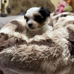 Reese's - Parti male Yorkshire Terrier puppy in Chicago, Illinois from Cuddly Cutts Pets