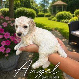 Angel - Cream female Poodle puppy in Washington, Pennsylvania from Patriotic Poodles