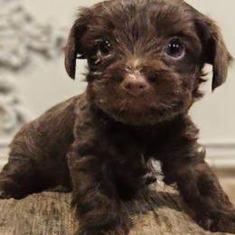 Linus - Liver male Yorkshire Terrier puppy in Vancouver, Washington from Yorkastle Kennels