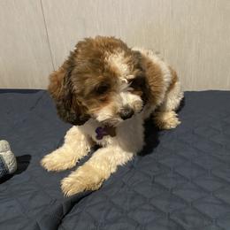 Maddy - Red and white female Shihpoo puppy in Bushnell, Florida from Checkered Flag Babies