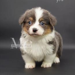 Azure (BTF 2) Fluffy - Blue female Pembroke Welsh Corgi puppy in Straughn, Alabama from Magnolia Creek Corgis