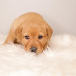 Labrador Retriever Puppies from AGL Retrievers