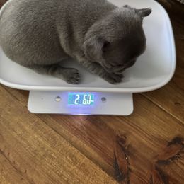 French Bulldog Puppies from Candice Thaggard