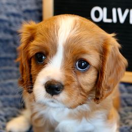 Olive - Cavalier King Charles Spaniel puppy from Bella Notte Cavaliers
