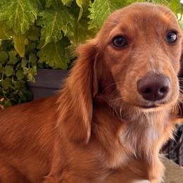 Dachshunds from Casa Encina Dachshunds