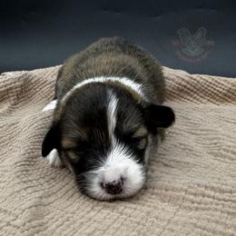 Sheperd - Sable male Pembroke Welsh Corgi puppy in Elberta, Utah from 3F Farms- Pembroke Welsh Corgis and Irish Wolfhounds