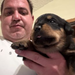 Pink girl - Black and mahogany female Rottweiler puppy in Colorado Springs, Colorado from Von Locher Rotties