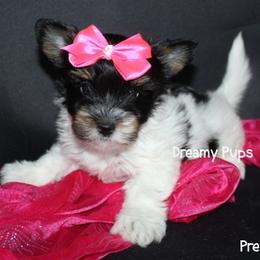 AKC Presley  SOLD - Black tan and white female Biewer Terrier puppy in Kennesaw, Georgia from Dreamy Pups