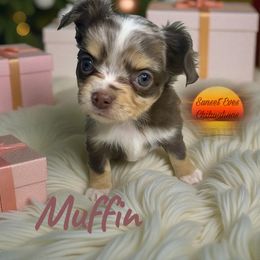 Muffin - Chocolate and white female Chihuahua puppy in Oakwood, Georgia from Sunset Eves Chihuahuas