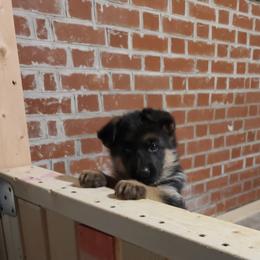 German Shepherd Puppies from Badenheath German Shepherds