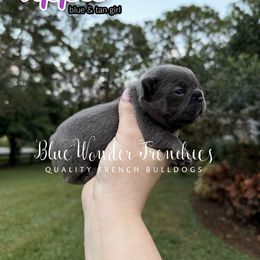 Apple - Tricolors female French Bulldog puppy in Loxahatchee, Florida from Blue Wonder Frenchies