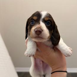Chocolate And Tan Piebald Male - Piebald male Dachshund puppy in Horizon City, Texas from Micah's Minis