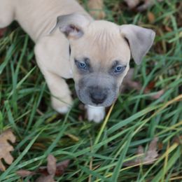 Megaman - Blue fawn male American Staffordshire Terrier puppy in Hohenwald, Tennessee from AptiBull Terriers
