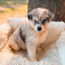 Echo - Merle male Pomsky puppy in Cleveland, Ohio from Lake Point Pomskies