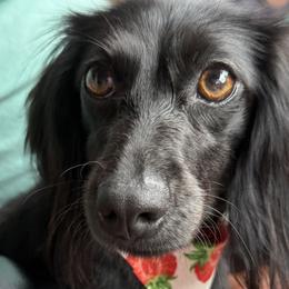Dachshunds from Crowder Doxies