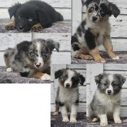 Australian Shepherd Puppies from Smokin K Aussies
