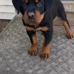 Rottweiler Puppies from Gregory Mulkey's Rottweilers