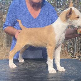 Lochbay Ulysses - White and red male Portuguese Podengo puppy in Carr, Colorado from Lochbay