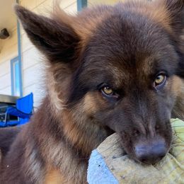 German Shepherds from Alamo City Shepherds