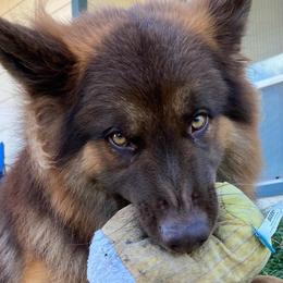 German Shepherds from Alamo City Shepherds