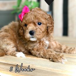 Fancy - Red female Cavapoo puppy in Runaway Bay, Texas from Green Ranch Doodles