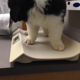 Newfoundland Puppies from Crossroads Newfoundlands