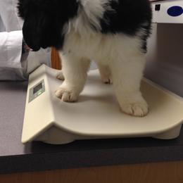 Newfoundland Puppies from Crossroads Newfoundlands