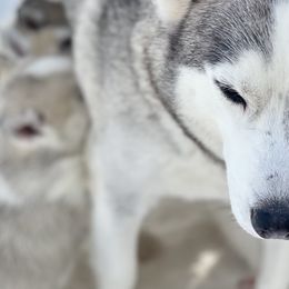 Siberian Husky Puppies from Antler Creek Siberians
