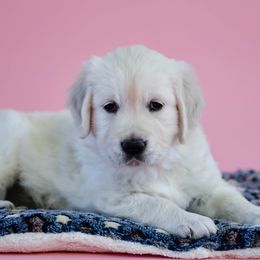 Golden Retriever Puppies from MYSnowAngels