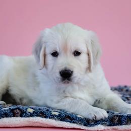Golden Retriever Puppies from MYSnowAngels